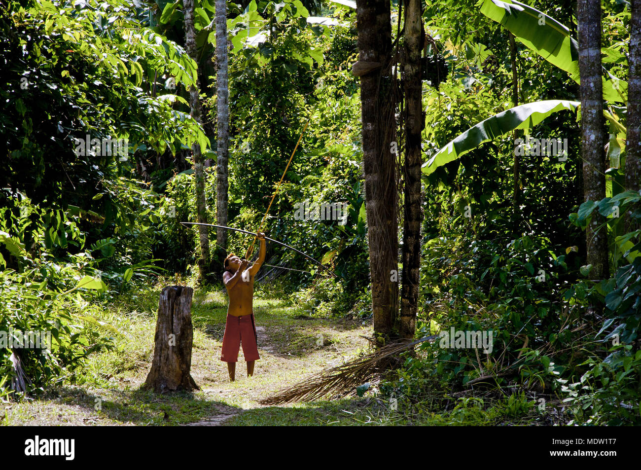 Yanomami Indians pointing bows and arrows up high in the forest - Village Kona Stock Photo