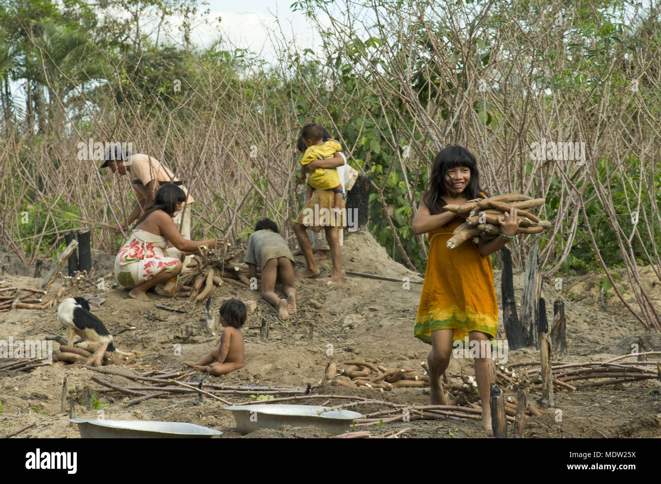 Indigenous family Kalapalo harvesting cassava - Village Aiha - Indigenous Park of the Xingu Stock Photo