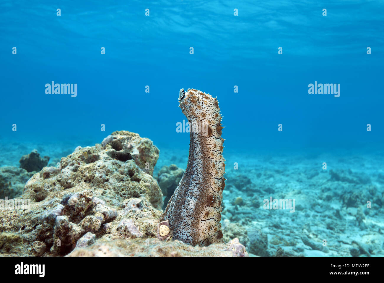 Graeffe's Sea Cucumber (Pearsonothuria graeffei) stands upright on a coral reef Stock Photo