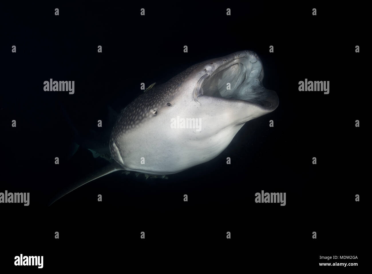 Animal portrait of the Whale Shark (Rhincodon typus) with open mouth, feeding krill in the night Stock Photo