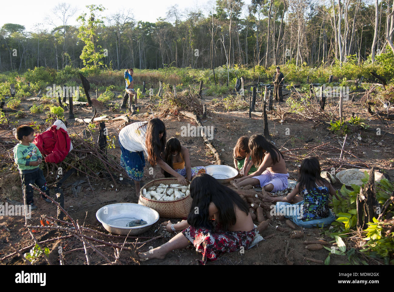 indias village Aiha ethnicity Kalapalo reaping the Yucca - Indigena Parque do Xingu Stock Photo