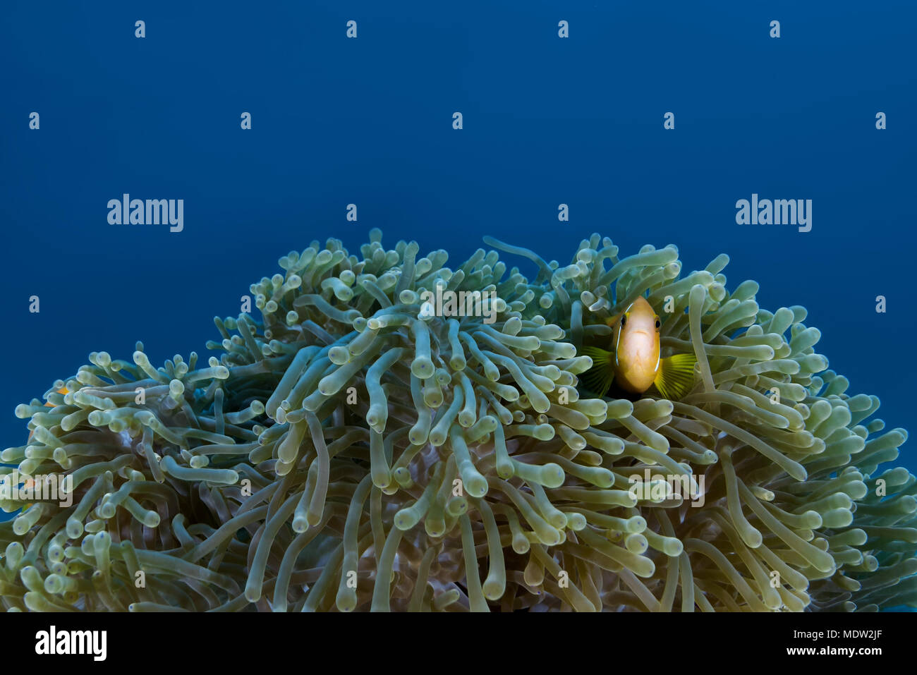 Maldive anemonefish (Amphiprion nigripes) in anemone Stock Photo