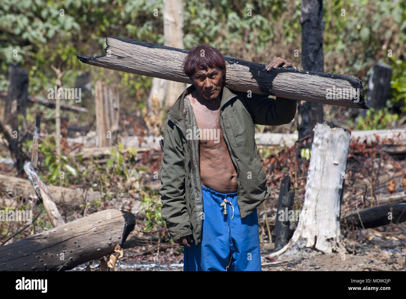 Indian Djawa working on collecting wood - Village Aiha ethnicity Kalapalo - Indigenous Park of the Xingu Stock Photo