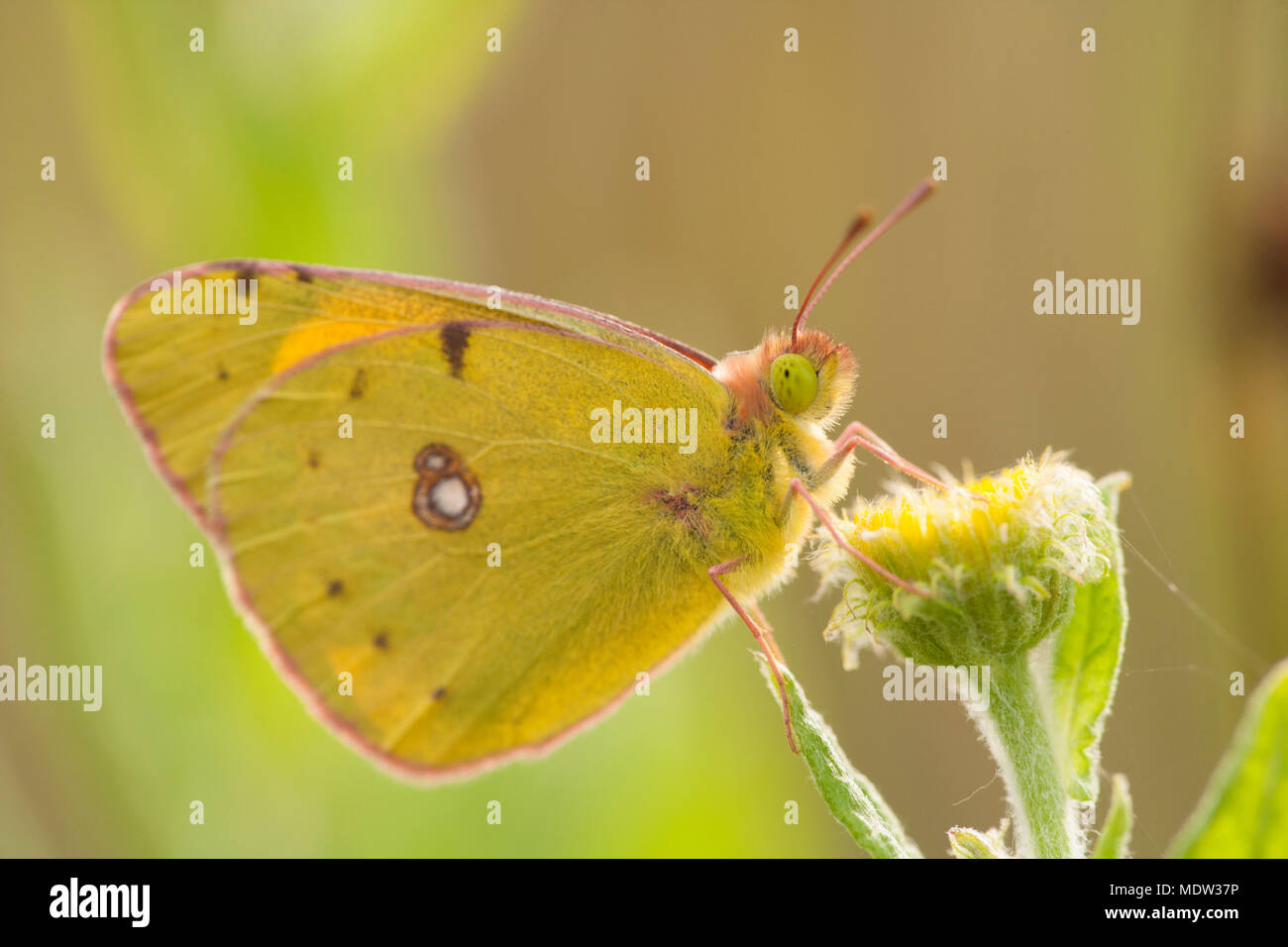 A clouded yellow butterfly Colias croceus, in north Dorset England UK. The clouded yellow is a migrant to the UK and can sometimes arrive in large num Stock Photo