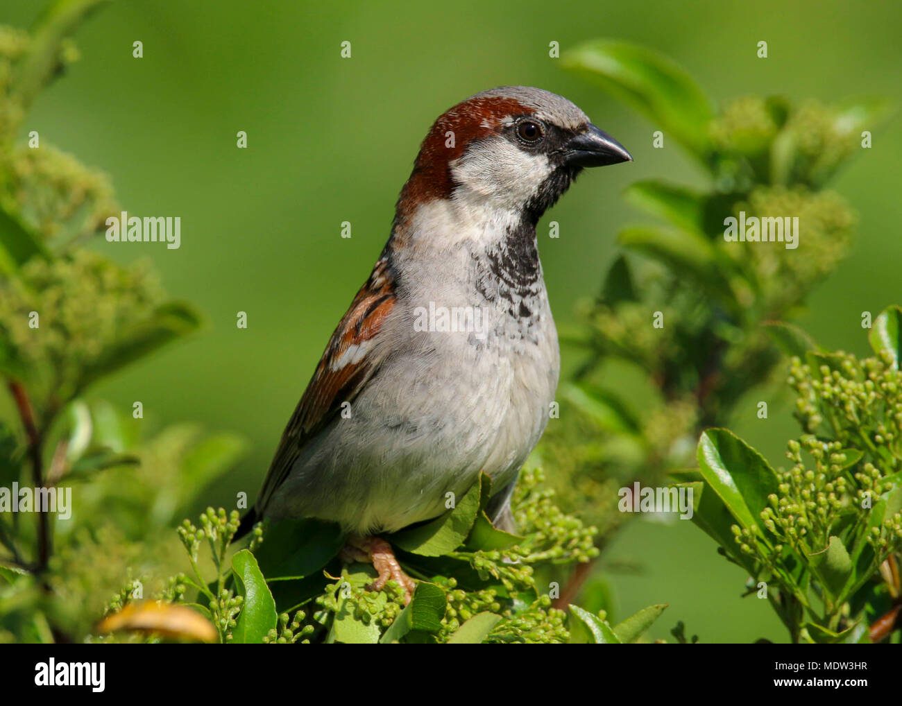 adult male house sparrow uk (passer domesticus) Stock Photo