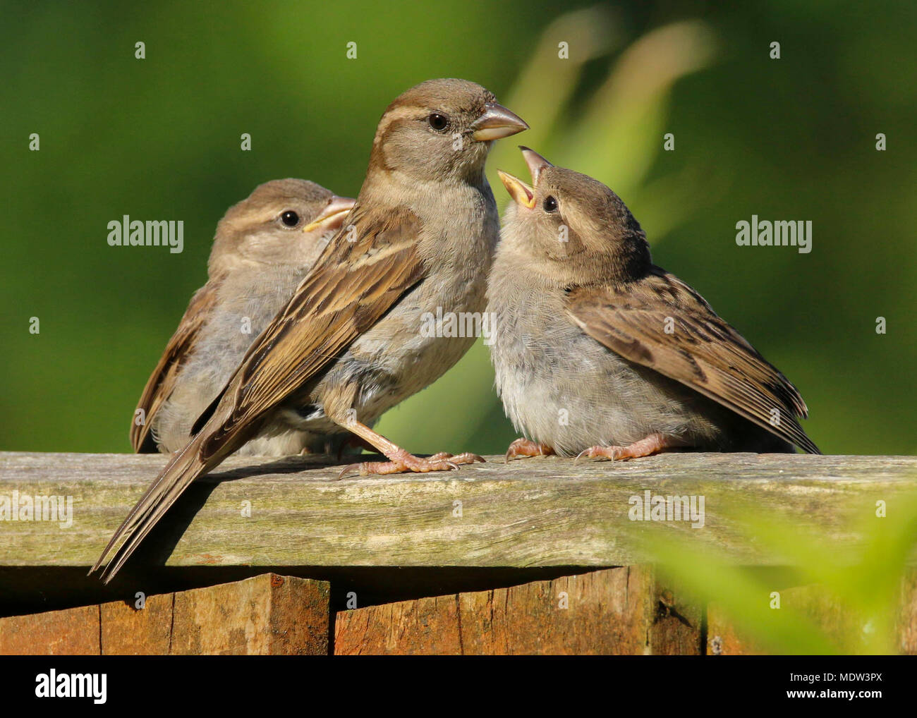 adult house sparrow feeding young uk (passer domesticus Stock Photo Alamy