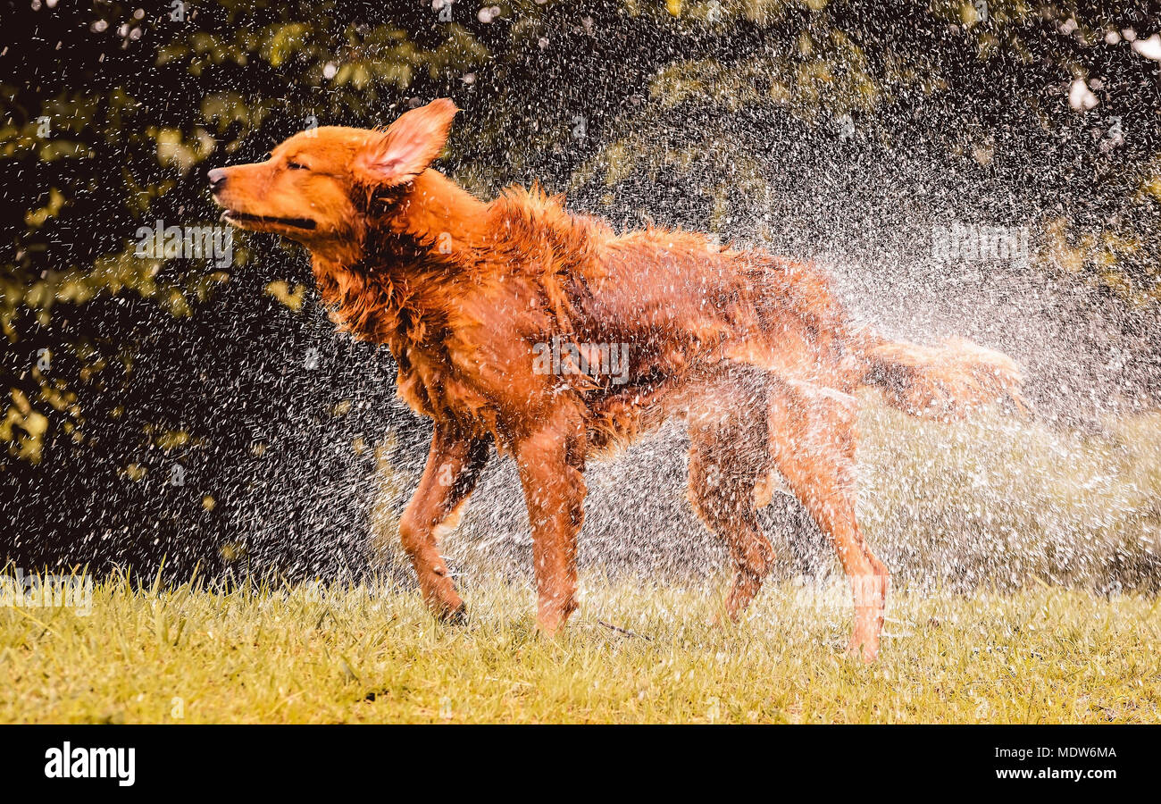 Wet dog shaking and splashing water drops all around. Beautiful wet