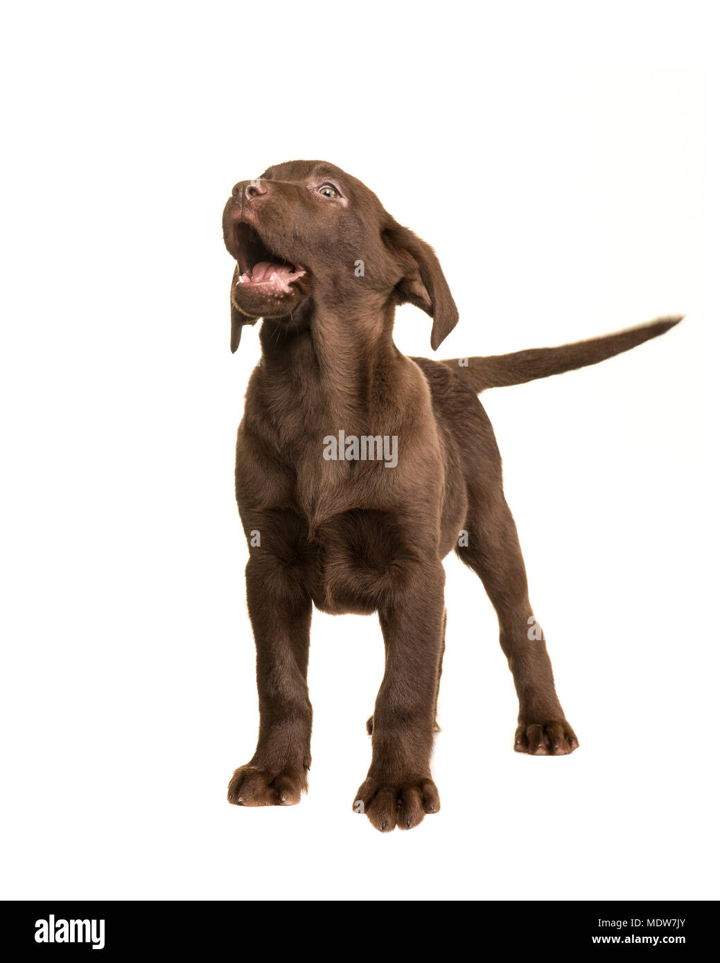 Chocolate labrador retriever puppy standing and looking up isolated on ...