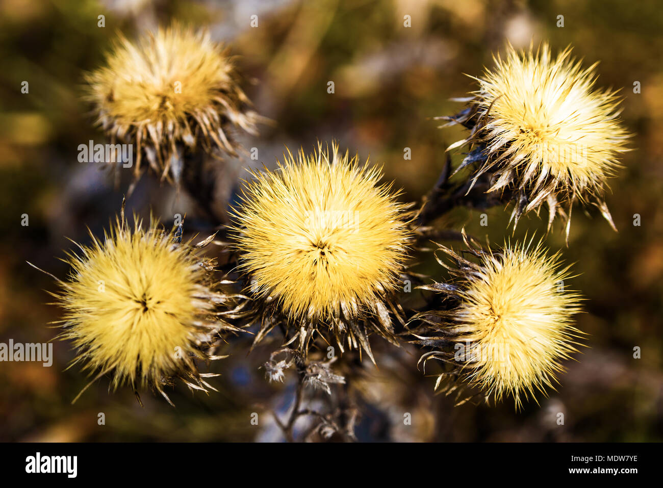 Five dry and yellow seed pods on an unknown plant in spring. Stock Photo