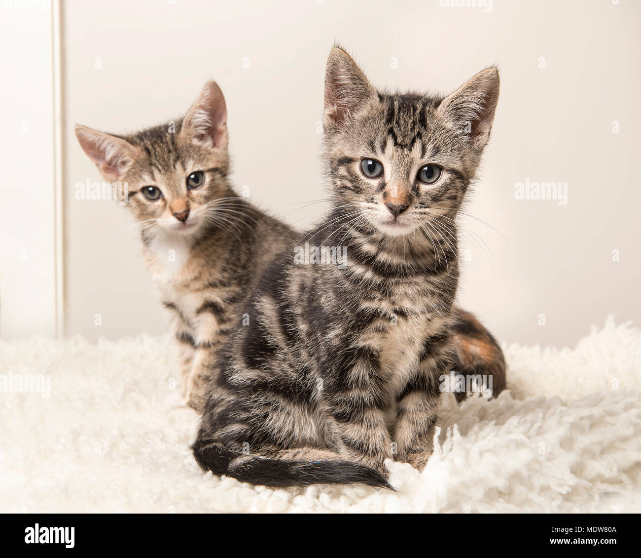 Two cute tabby baby cats sitting behind each other on a grey and white  living room background Stock Photo - Alamy