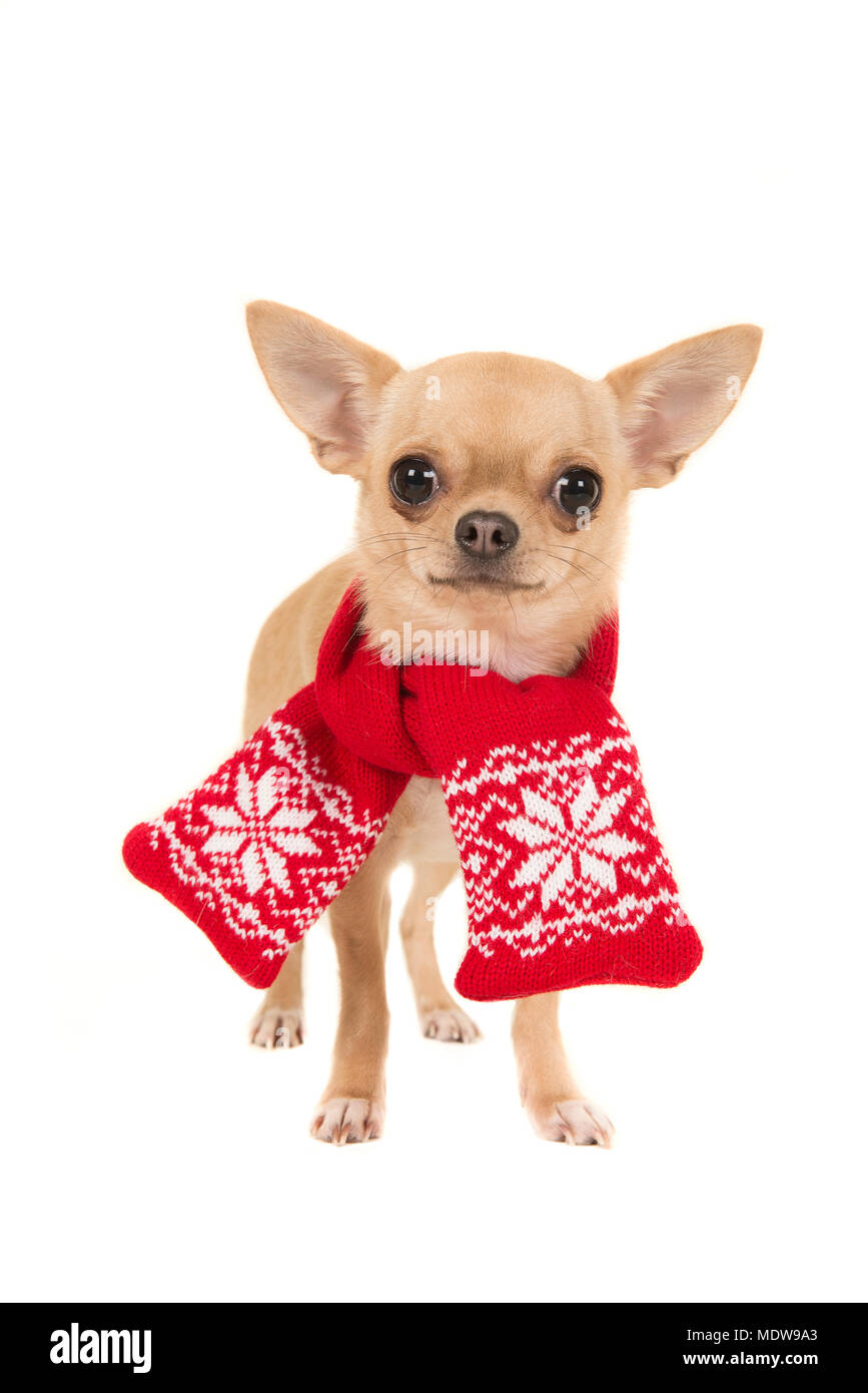 Chihuahua scarf hot sale