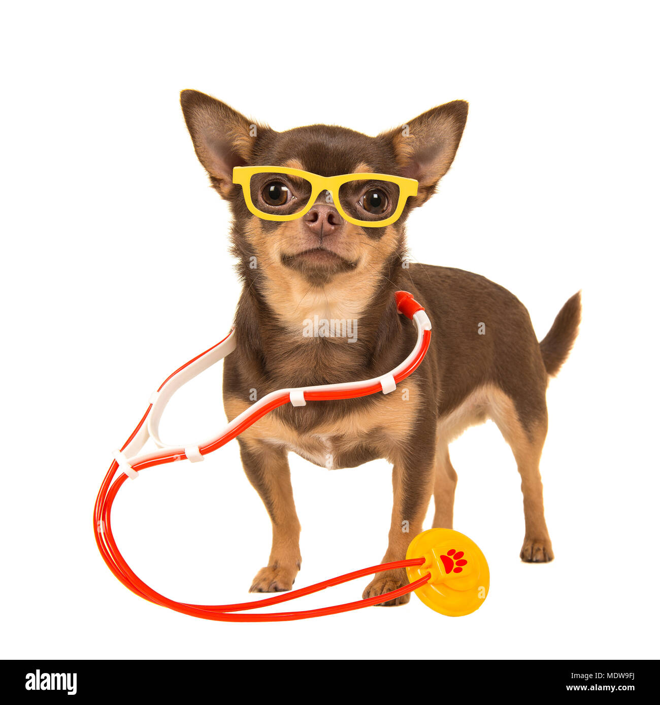 Cute chihuahua dog with a stethoscope and glasses isolated on a white background Stock Photo