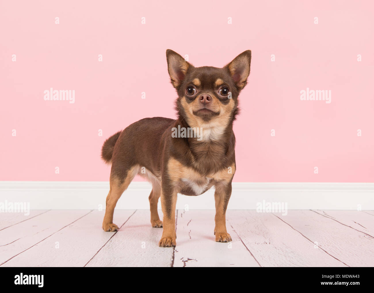 Cute brown chihuahua dog standing seen from the side in a pink living room setting Stock Photo