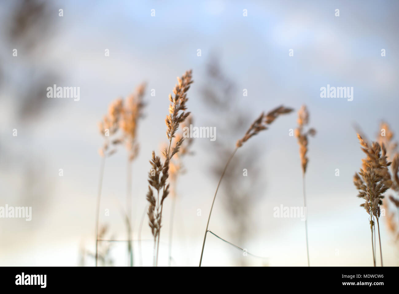 Field sunrise wheat close hi-res stock photography and images - Alamy
