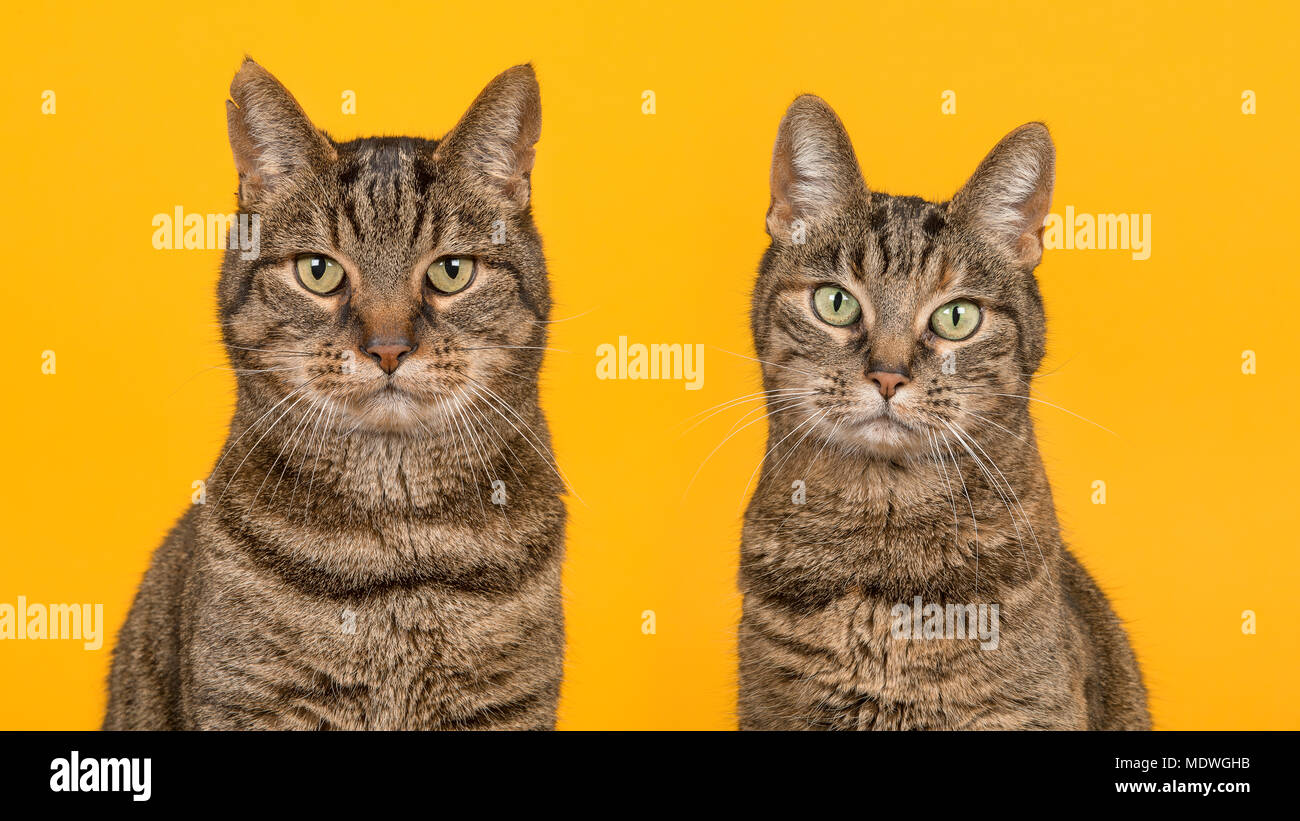 Portrait of two tabby cats of a male and female cat looking at the camera on a yellow background Stock Photo