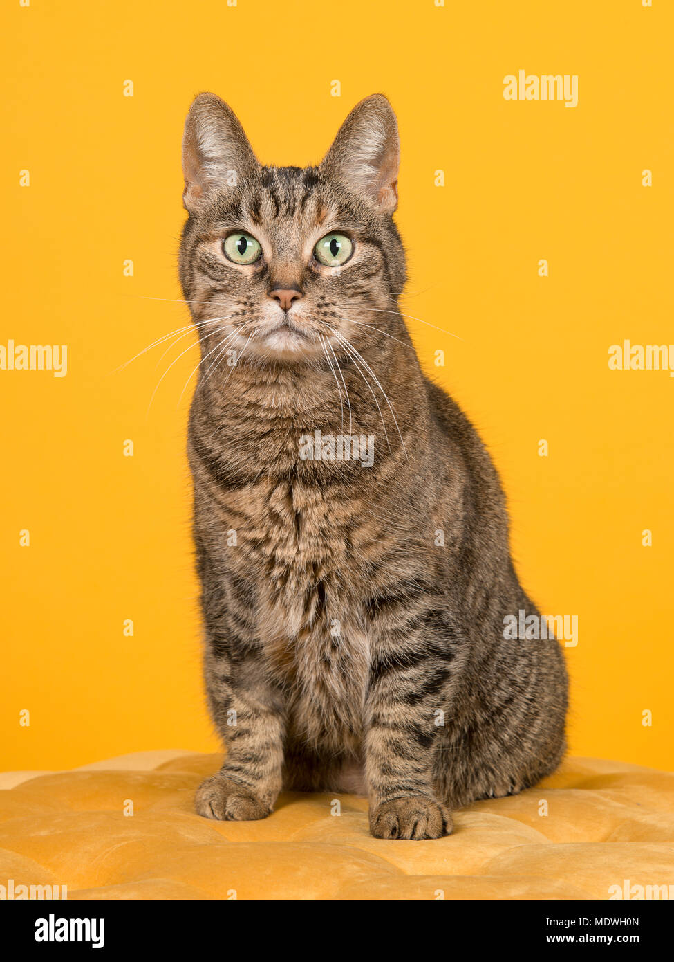 Female tabby cat sitting on a yellow pouf looking at the camera on a yellow background Stock Photo