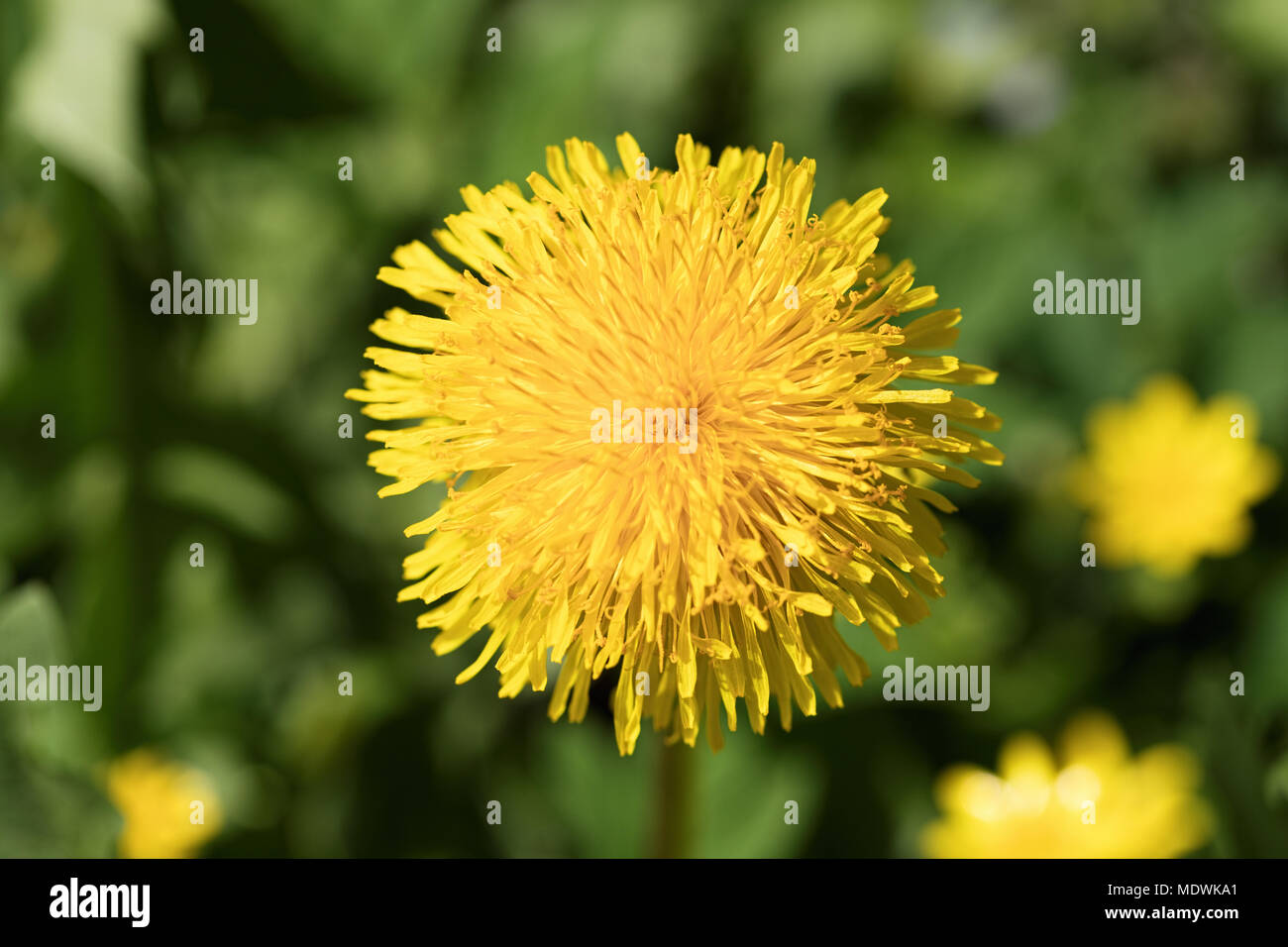 Yellow blossom as first sign of spring, Germany Stock Photo Alamy