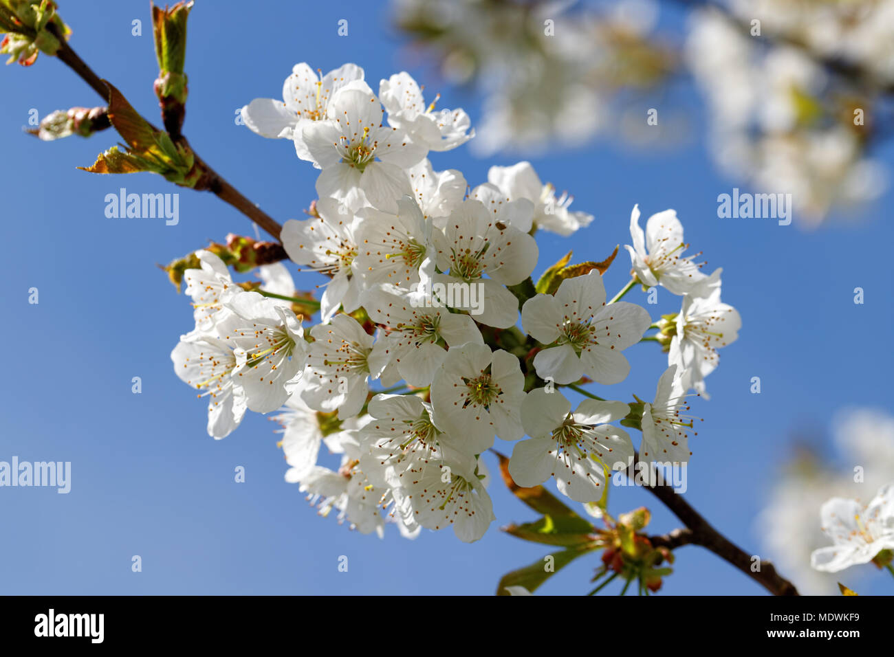 White blossom as first sign of spring, Germany Stock Photo
