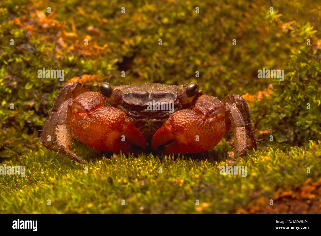 Tiny freshwater vampire crab Stock Photo