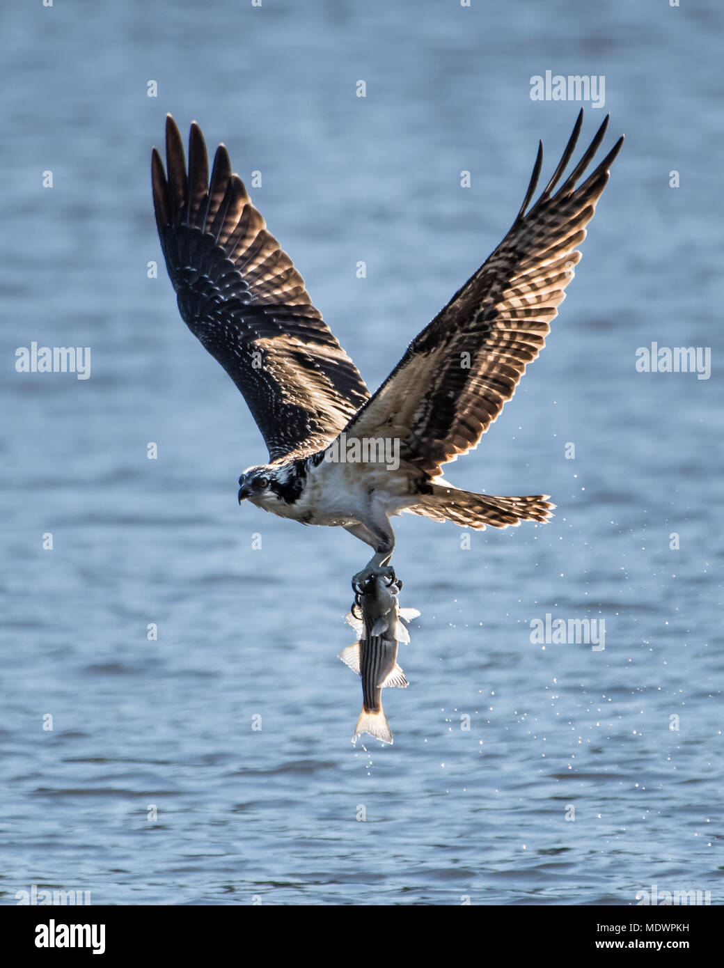 Osprey in Flight With a Freshly Caught Menhaden Stock Photo