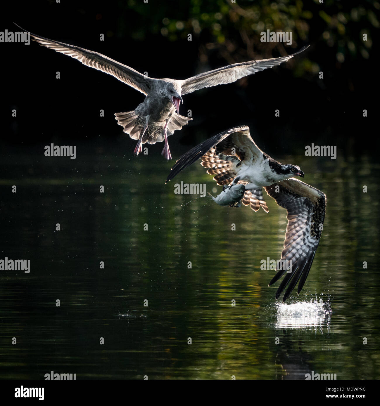 Gull Chasing Osprey with Caught Fish Stock Photo