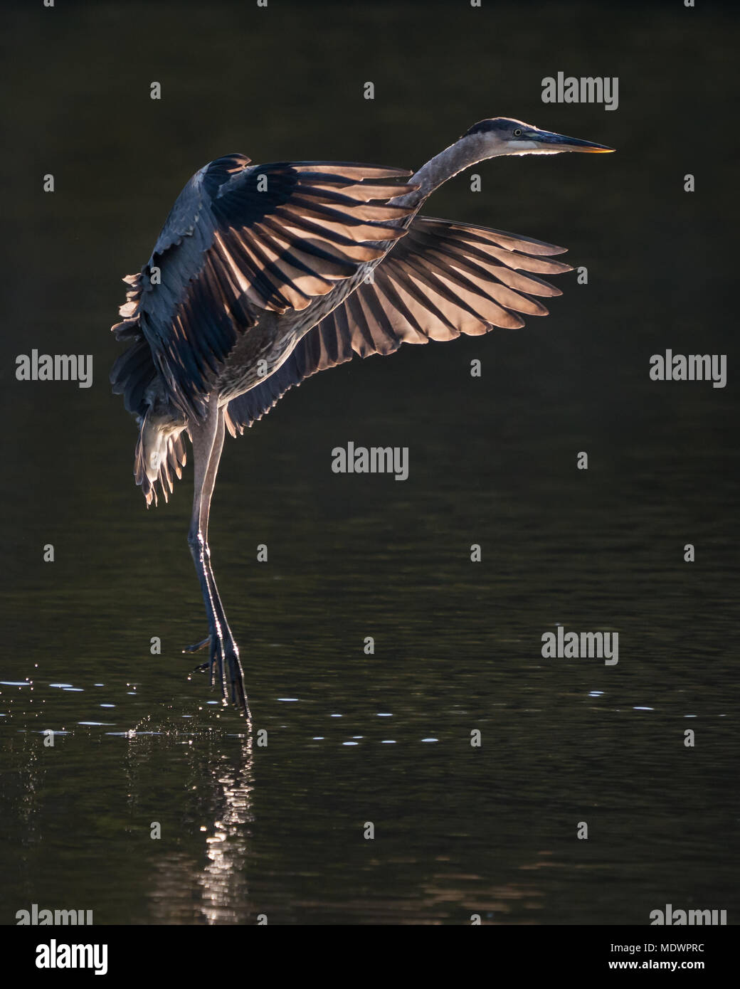 Backlit Great Blue Heron Taking off from Water Stock Photo