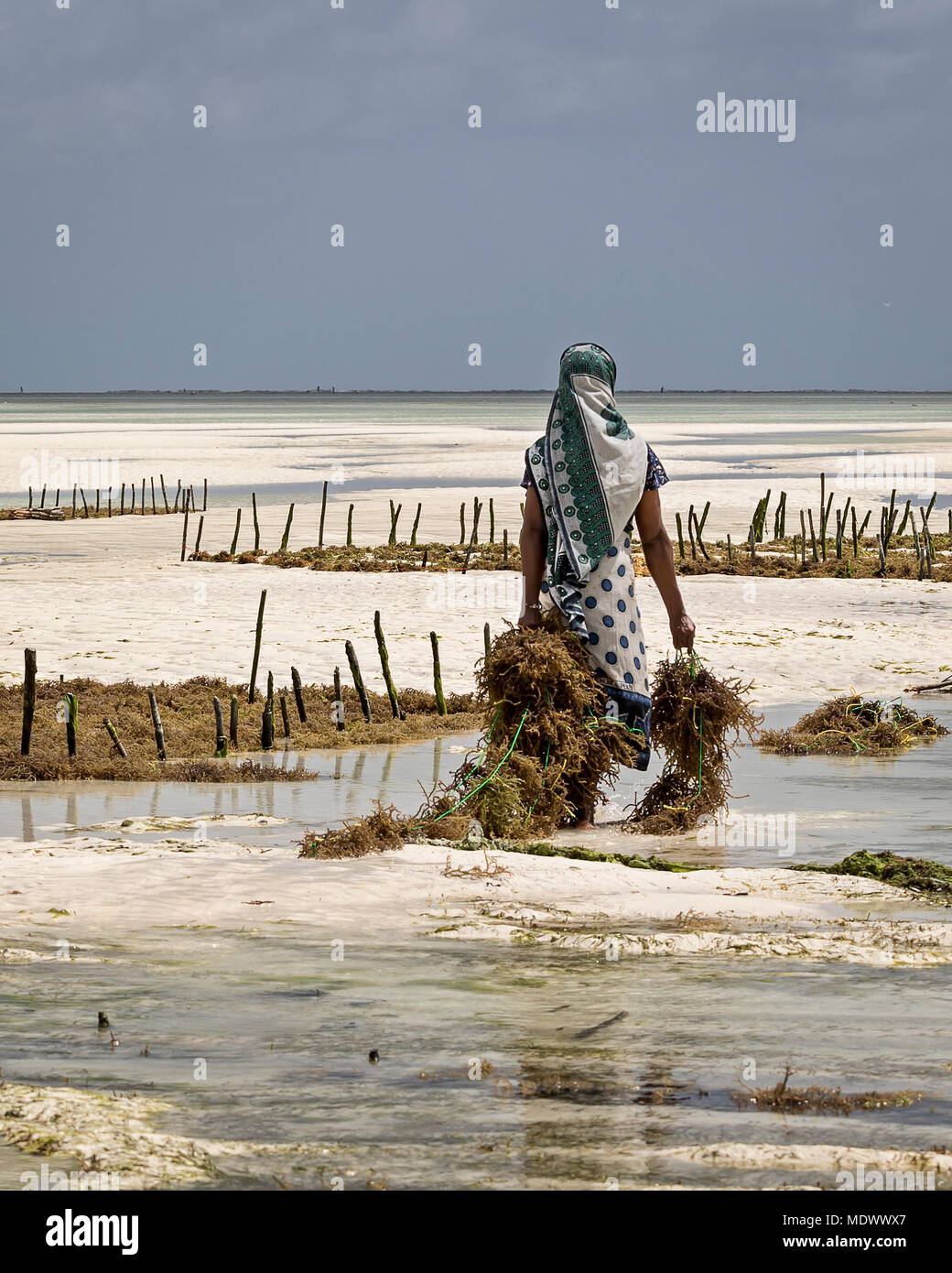 Seaweed Farming In Jambiani In Zanzibar Stock Photo