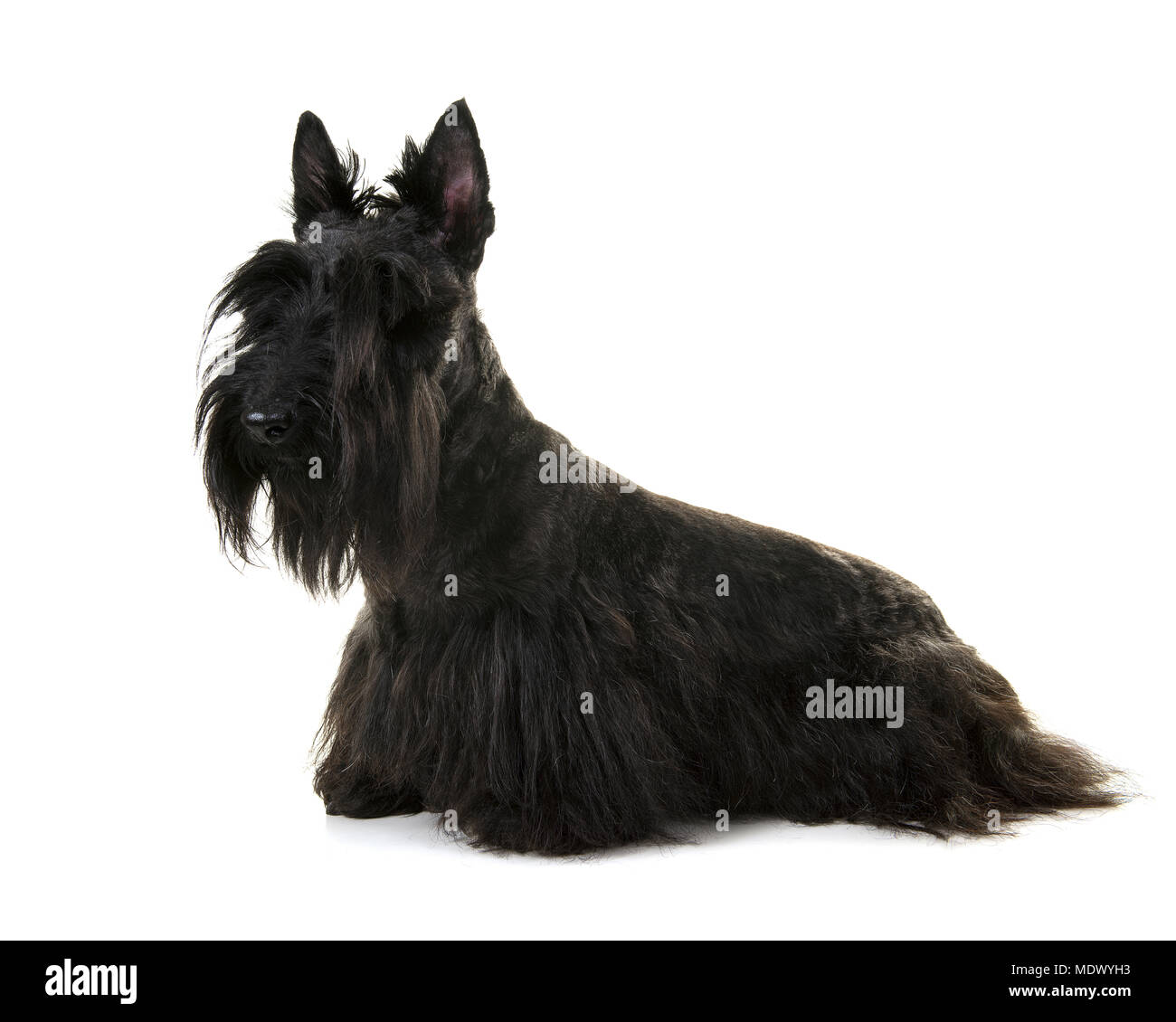Black scottisch terrier seen from the side isolated on a white background Stock Photo
