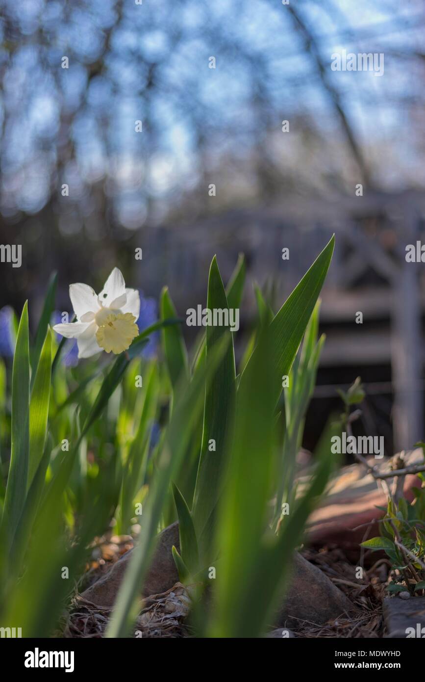 First Flower of Spring Stock Photo Alamy