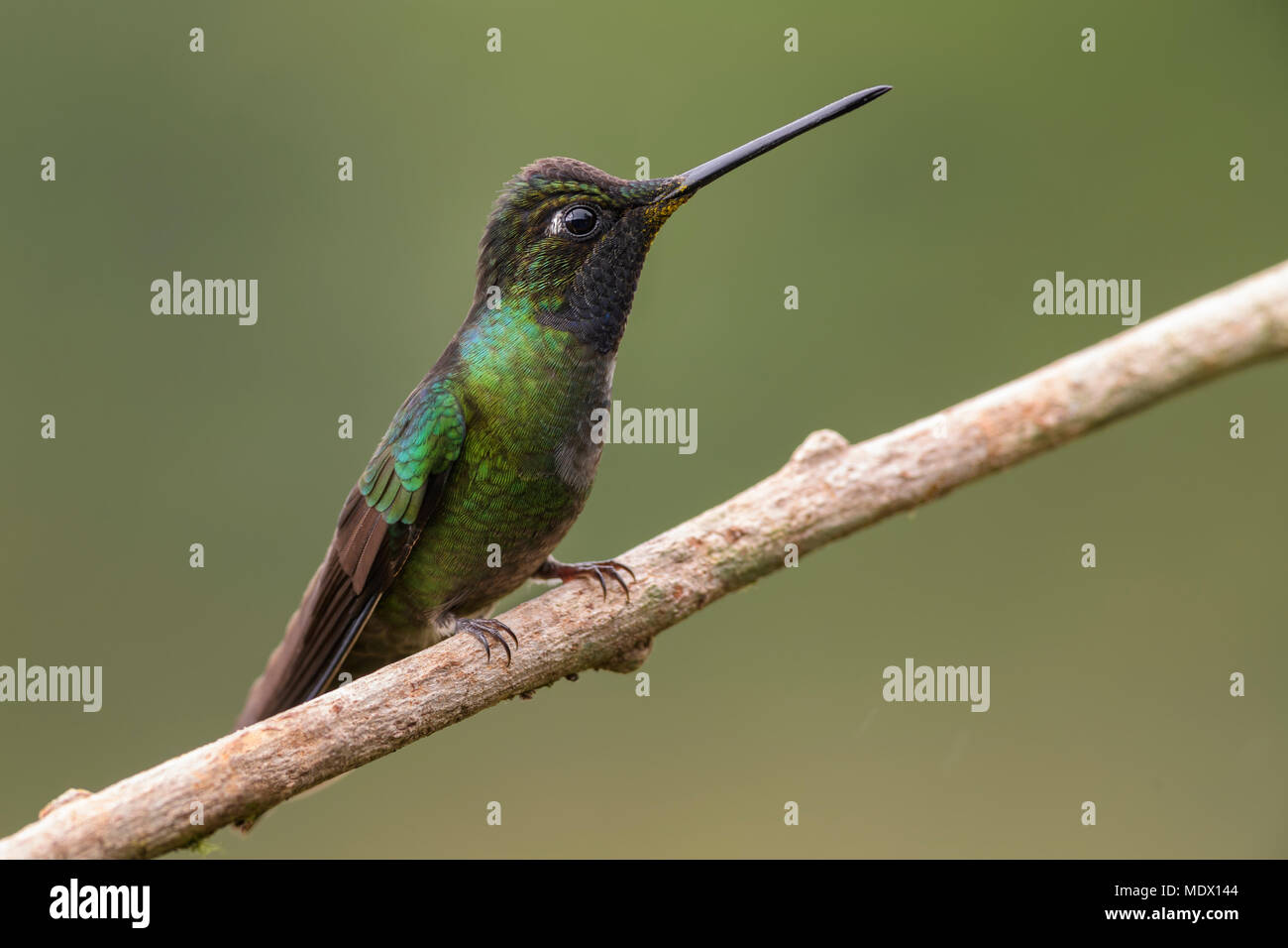 Magnificent Hummingbird - Eugenes fulgens, beautiful colorful  hummingbird from Central America forests, Costa Rica. Stock Photo