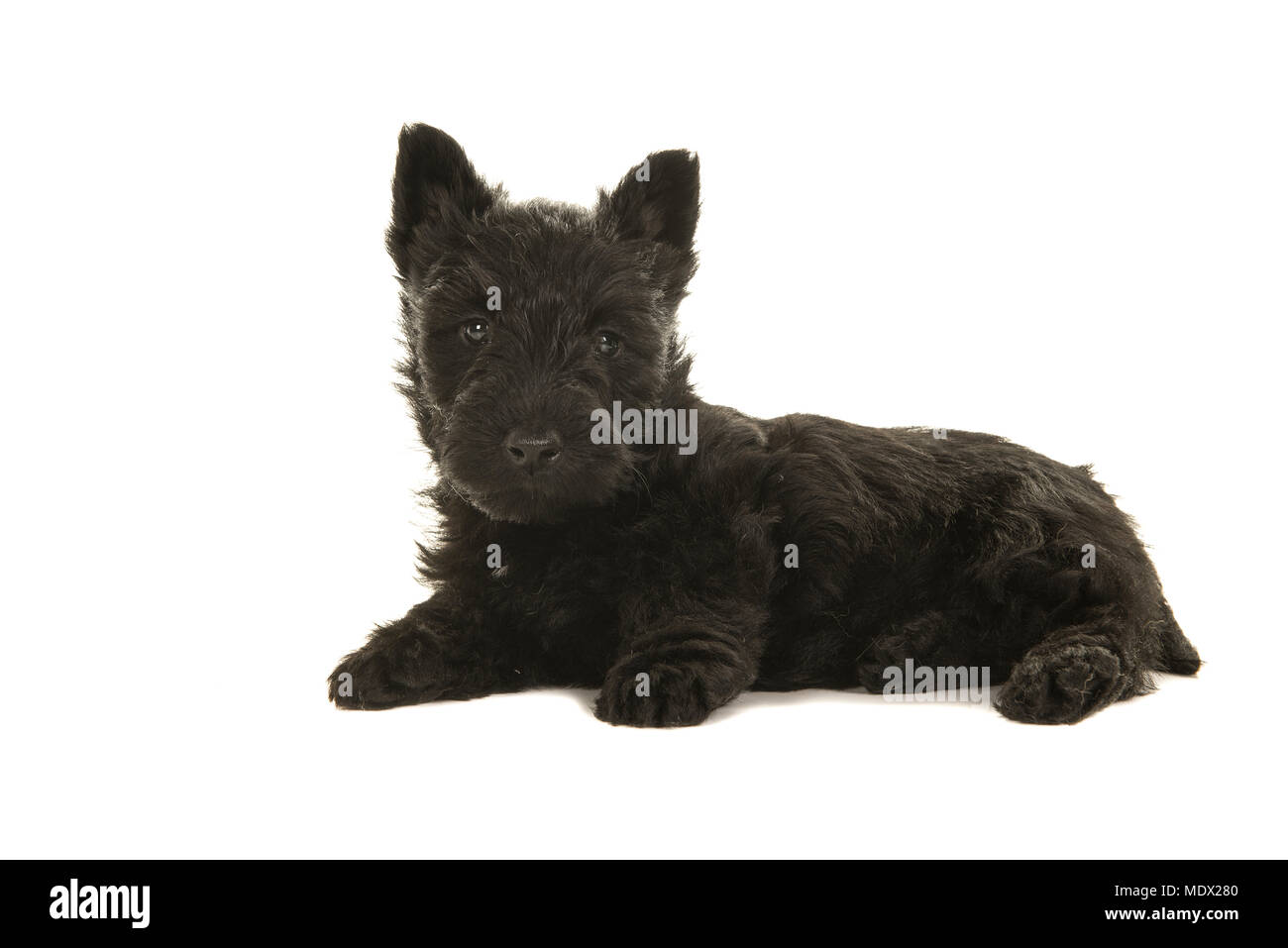Cute black scottish terrier puppy lying down seen from the side looking at the camera isolated on a white background Stock Photo