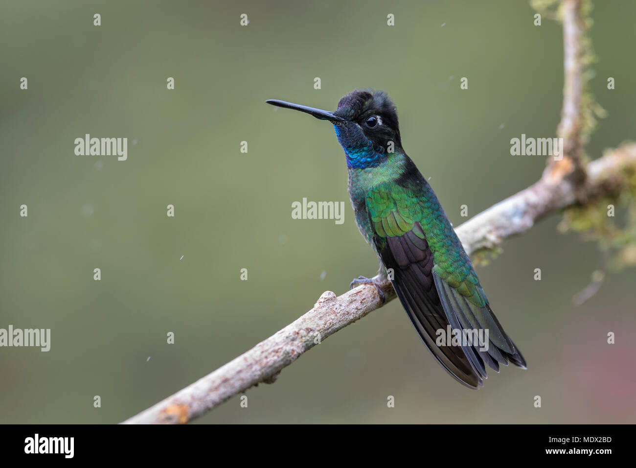 Magnificent Hummingbird - Eugenes fulgens, beautiful colorful  hummingbird from Central America forests, Costa Rica. Stock Photo