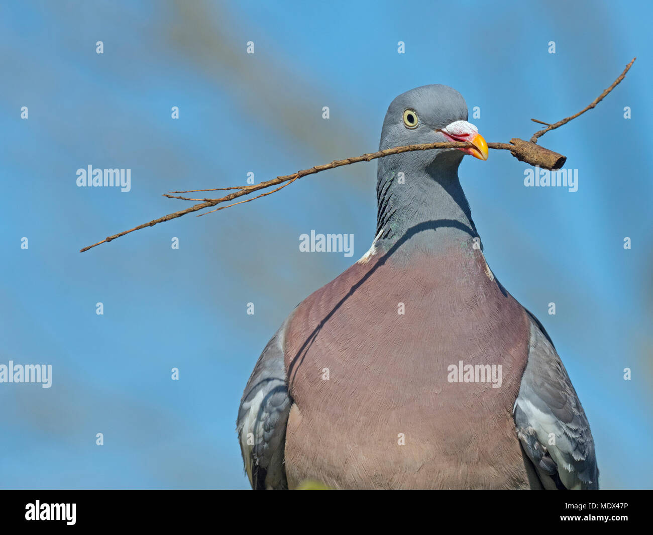 Wood Pigeon Columba palumbus with twig for nest building Stock Photo