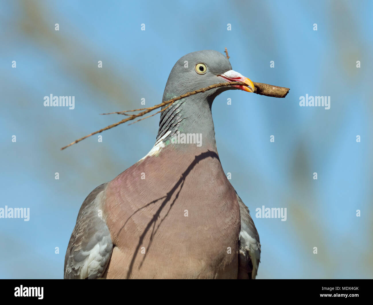 Wood Pigeon Columba palumbus with twig for nest building Stock Photo