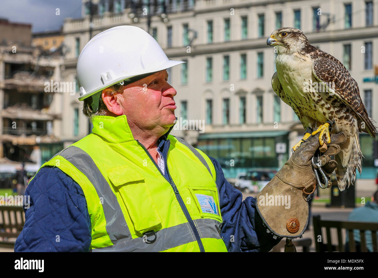 Glasgow, UK. 20th April 2018. DAVIE ALLAN  from  Glasgow is a freelance falconer and he and his 14 year old hybrid falcon 'SNOWY' are contracted by Glasgow City Council to carry out pest control about the city centre.  SNOWY and Davie can be seen regularly about the city and are proving to be a great attraction for tourists and locals. Credit: Findlay/Alamy Live News Stock Photo