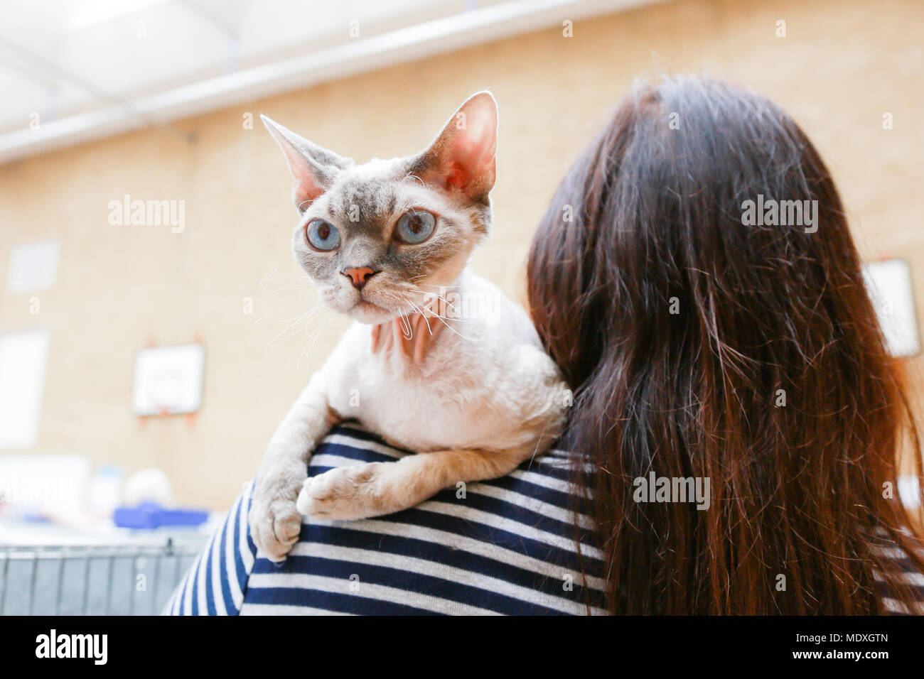 A Devon Rex breed waits patiently with his owner while waiting to be judged at the British Ragdoll Cat Club show. Ragdoll cats are reknowned for their laid back character and puppy-like nature. Stock Photo