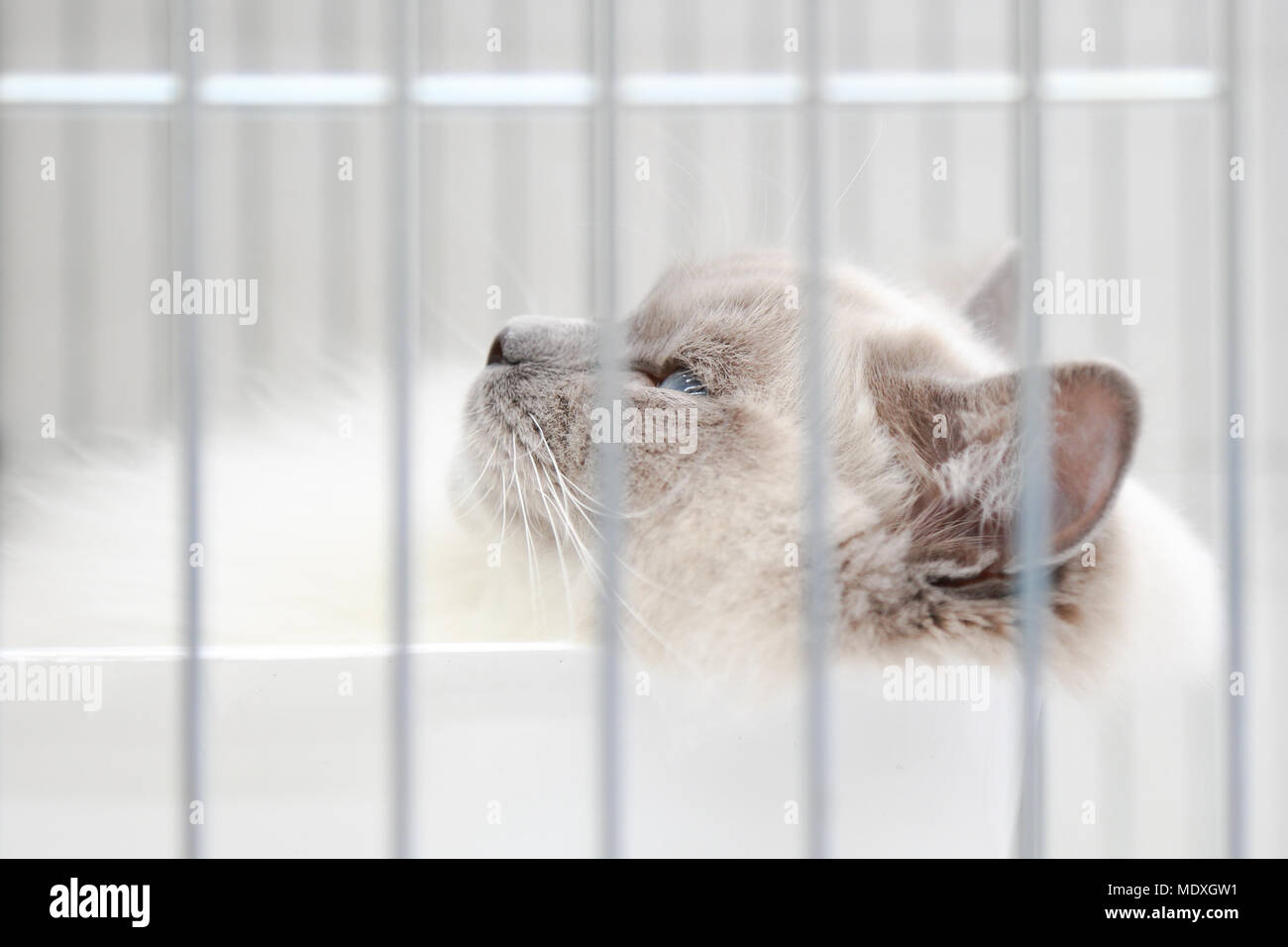 Ragdoll cat at a cat show UK Stock Photo