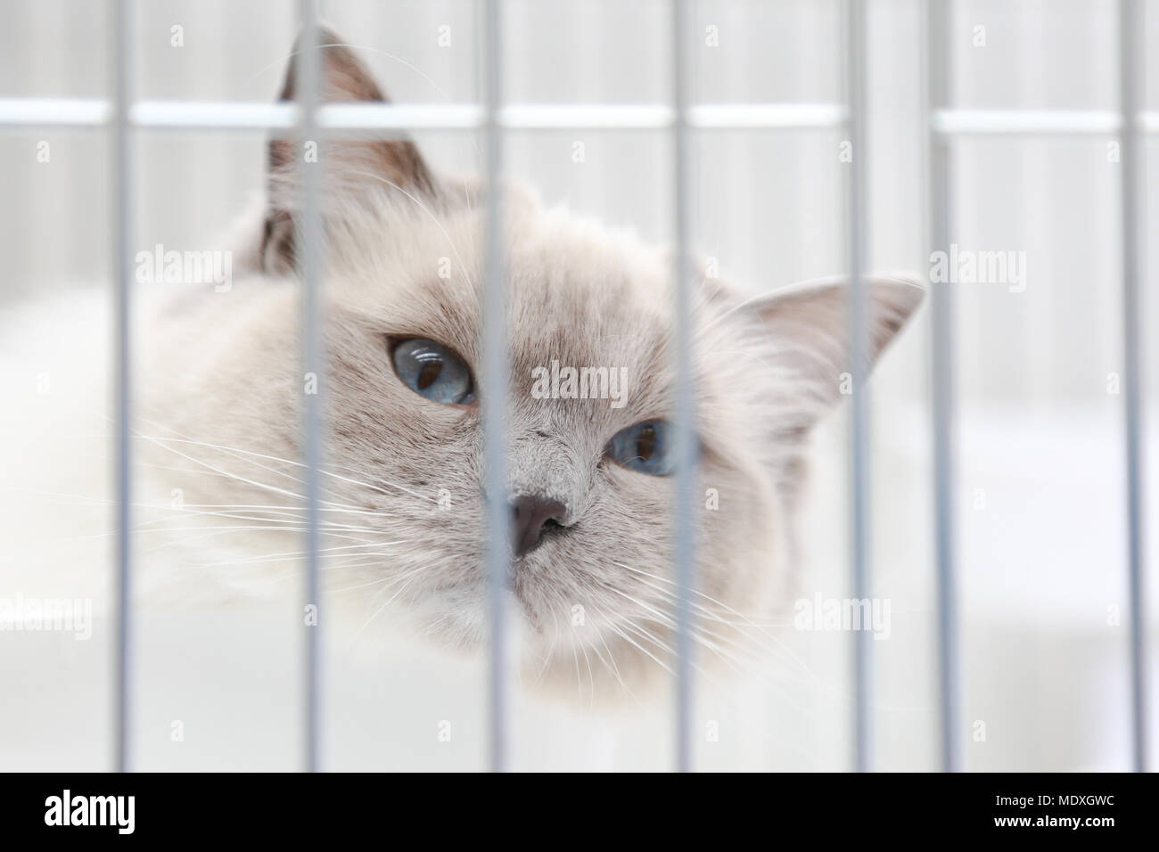Ragdoll cat at a cat show UK Stock Photo