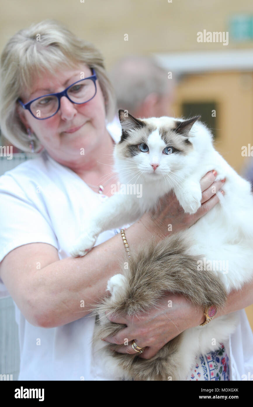Ragdoll cat being judged at a Ragdoll Cat Club show, UK Stock Photo