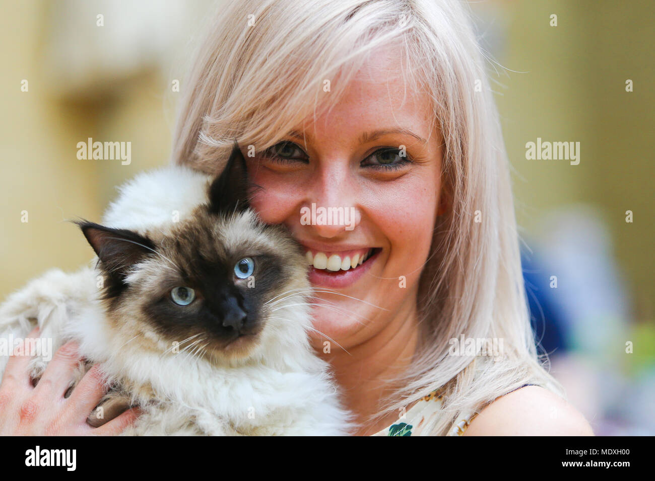 A woman holds a pet ragdoll cat at a cat show UK Stock Photo