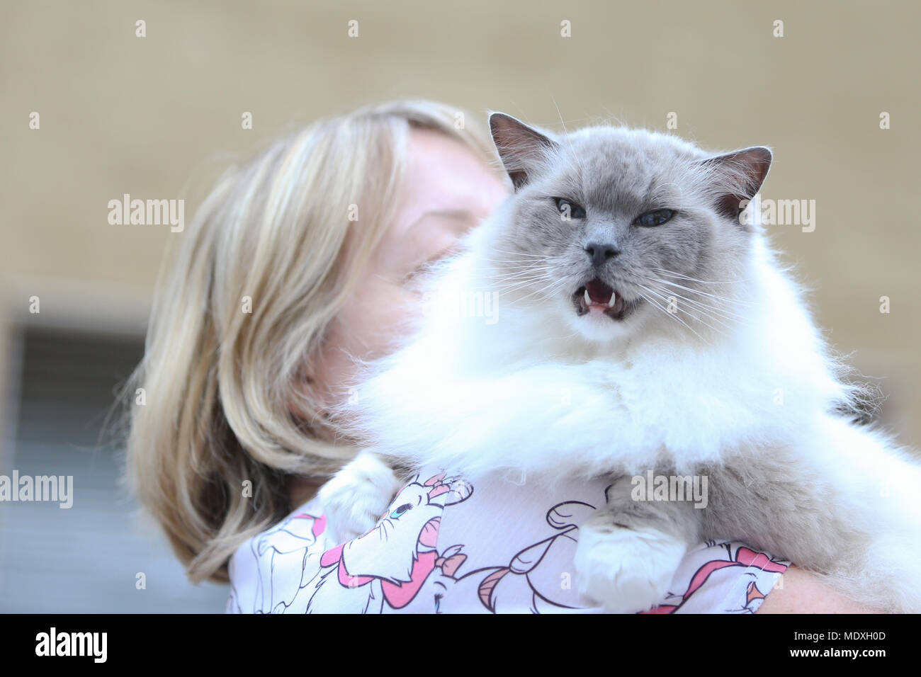 A woman holds a pet ragdoll cat at a cat show UK Stock Photo