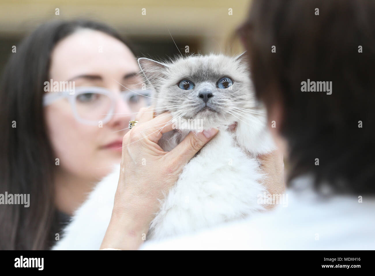 A cat reacts calmly while being judged at the British Ragdoll Cat Club show. Ragdoll cats are reknowned for their laid back character and puppy-like nature. Stock Photo