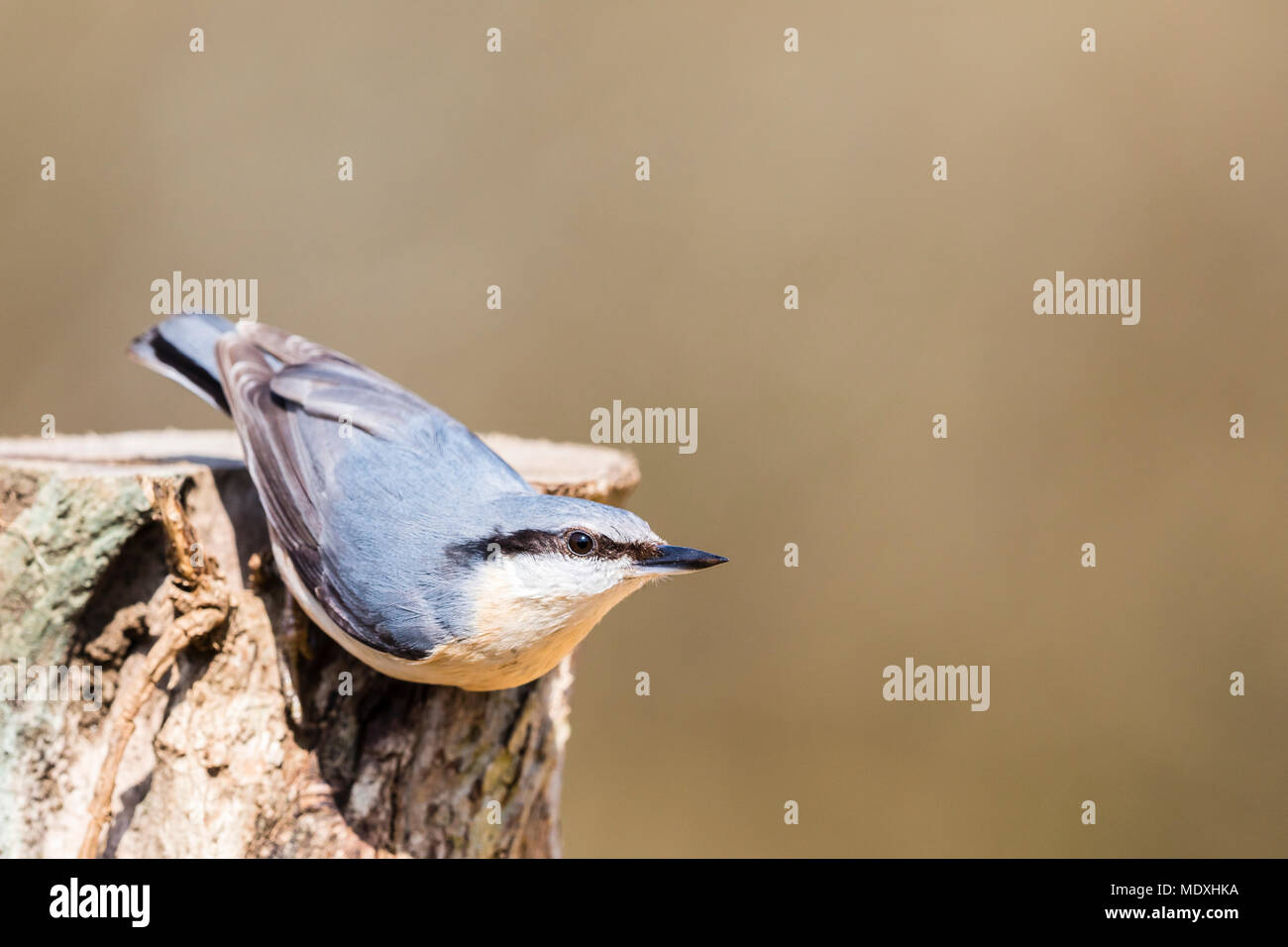 Aberystwyth, Ceredigion, Wales, UK. April 21st 2018. A european nuthatch foraging on a warm, sunny, spring day in mid Wales. (C) Phil Jones/Alamy Live News Stock Photo