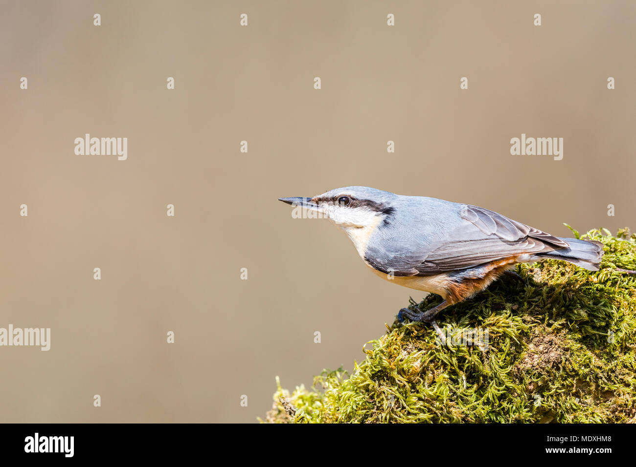 Aberystwyth, Ceredigion, Wales, UK. April 21st 2018. A european nuthatch foraging on a warm, sunny, spring day in mid Wales. (C) Phil Jones/Alamy Live News Stock Photo