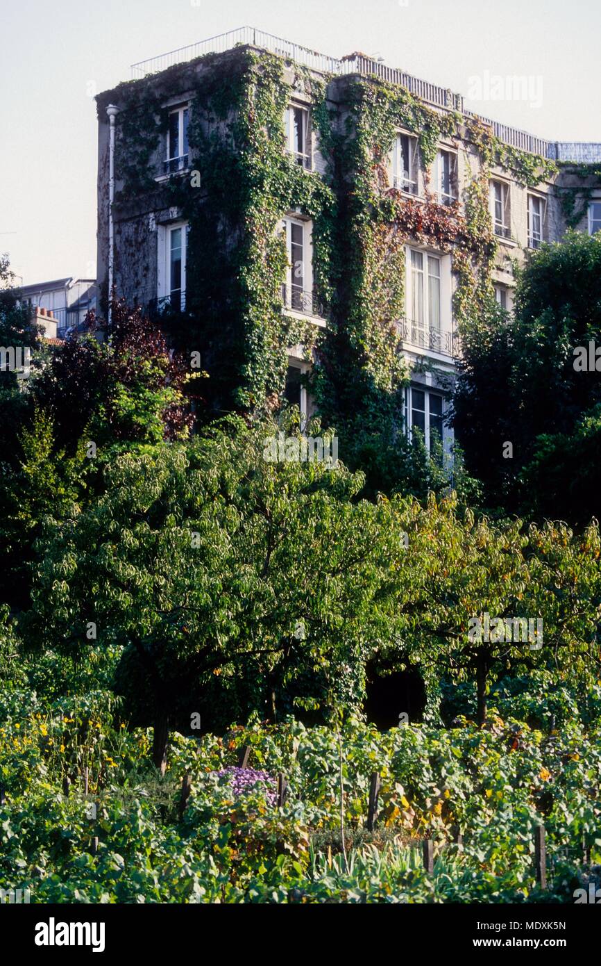 Rue saint vincent street montmartre vineyards raisin vineyard napoleon