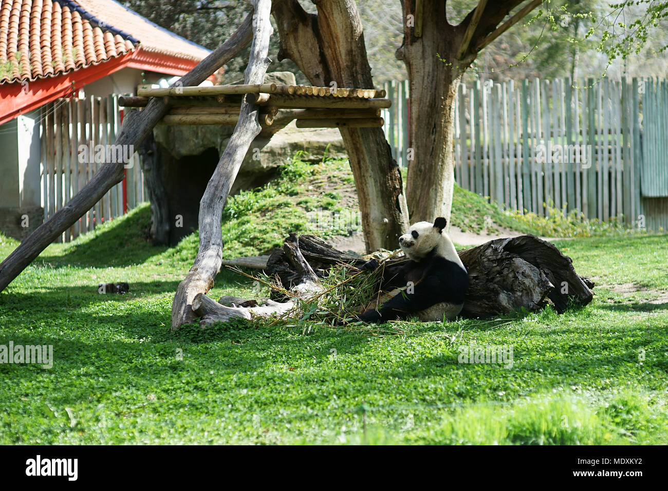 Panda (Ailuropoda melanoleuca) eating bamboo at Madrid Zoo, Spain Stock Photo