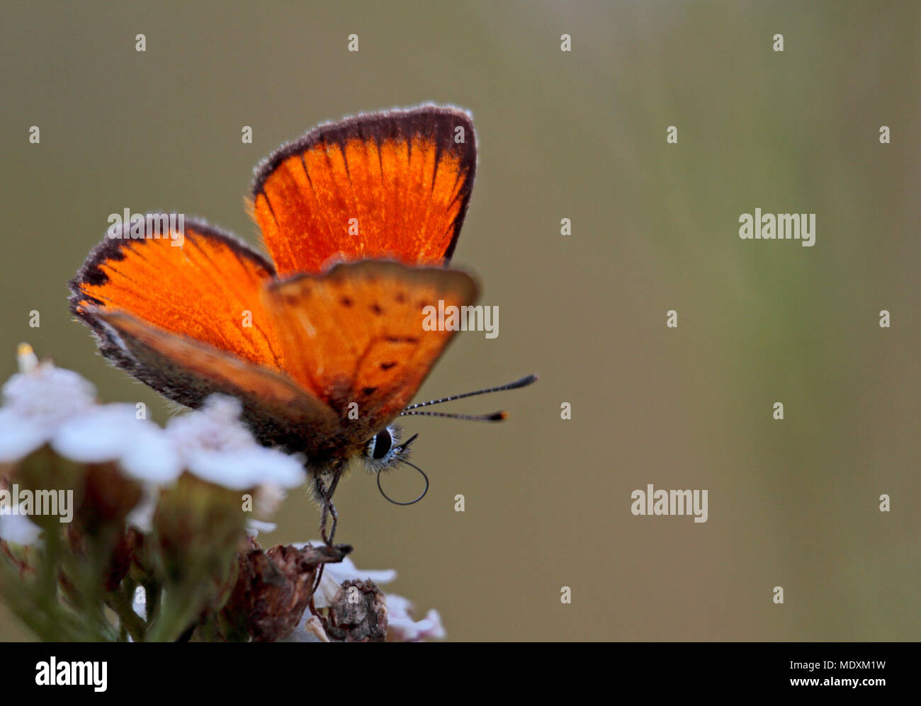 Beautiful, shiny and orange butterfly Stock Photo