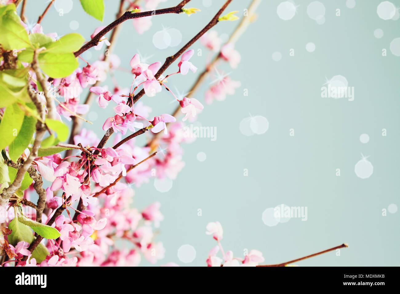 Delicate Redbud Blossoms against a blue background. Extreme shallow depth of field. Stock Photo
