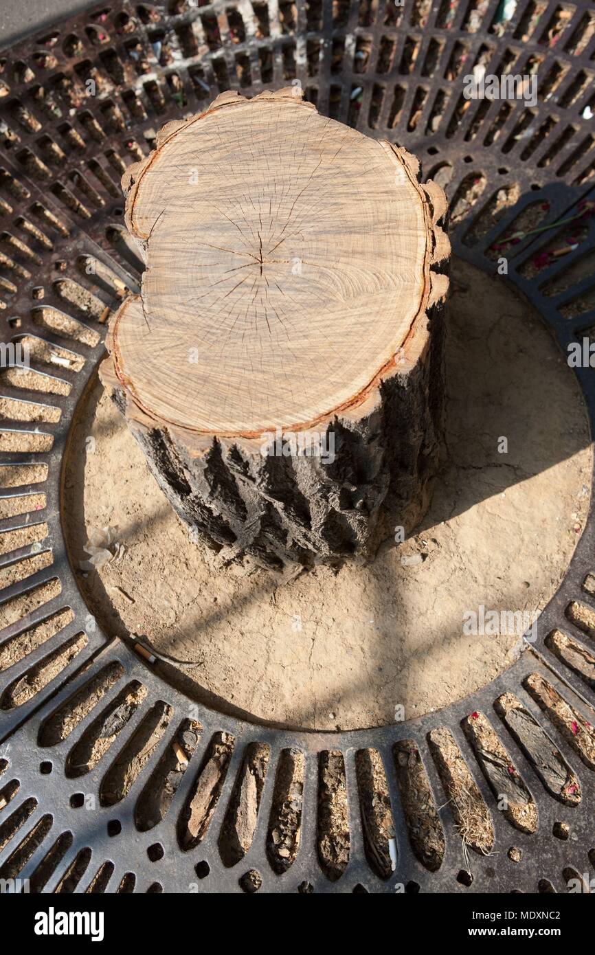 Paris, Rue Raynouard, tree in the city, cut tree, same colour Stock