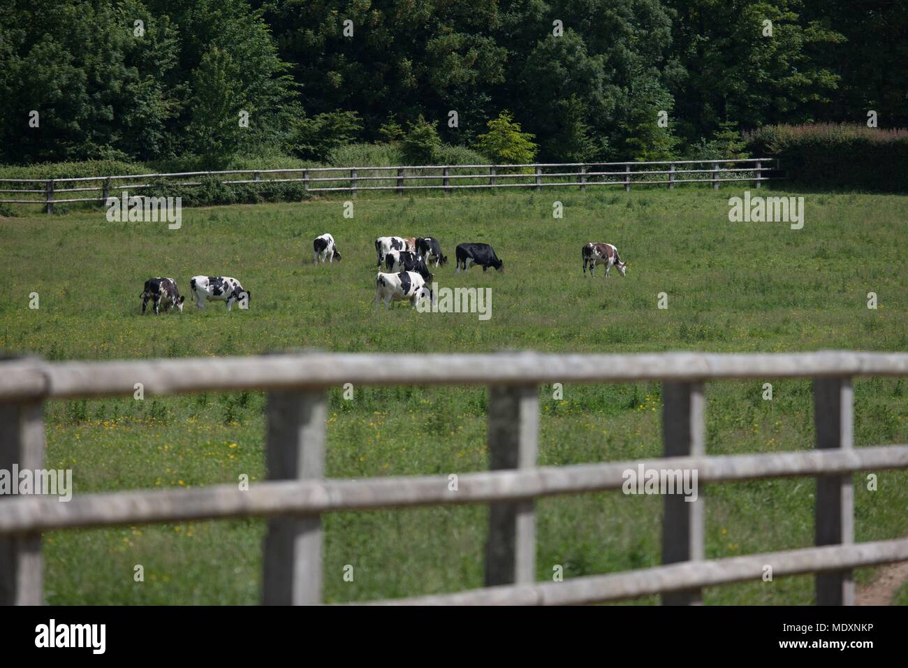 France, Lower Normandy region, Manche (department), stud farm de